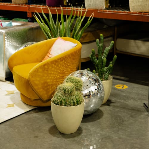 Plant - Silver Ball view 7
