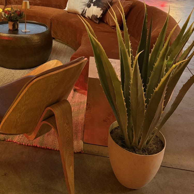 Plant - Agave view 10