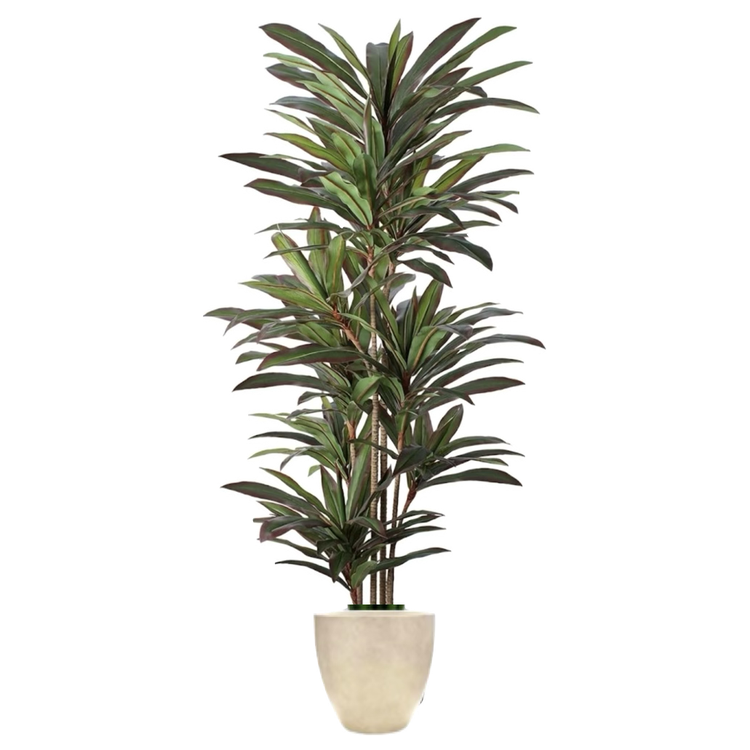 Plant - Red Spanish Dagger