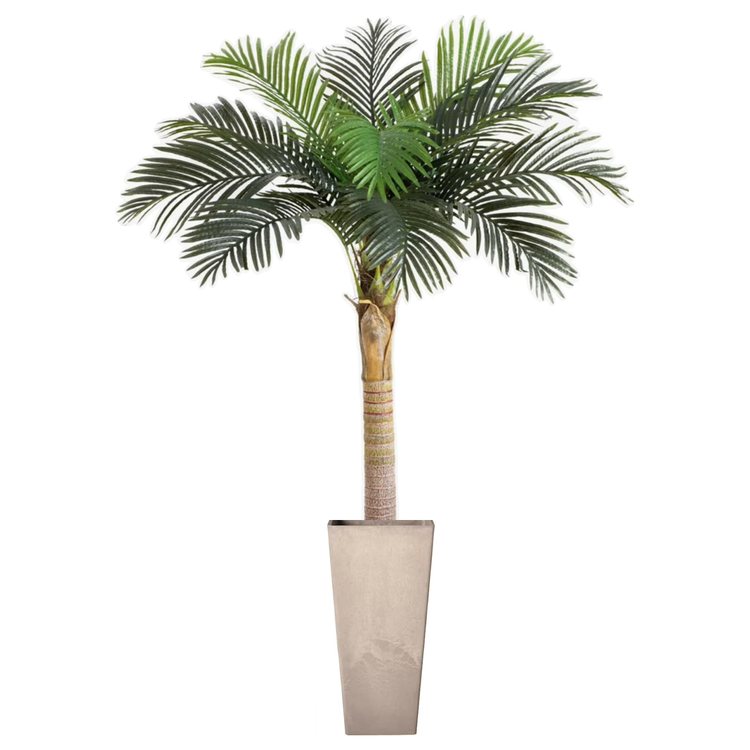 Plant - Tall Palm Tree