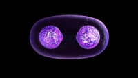 Introduction to Cell Growth and Division