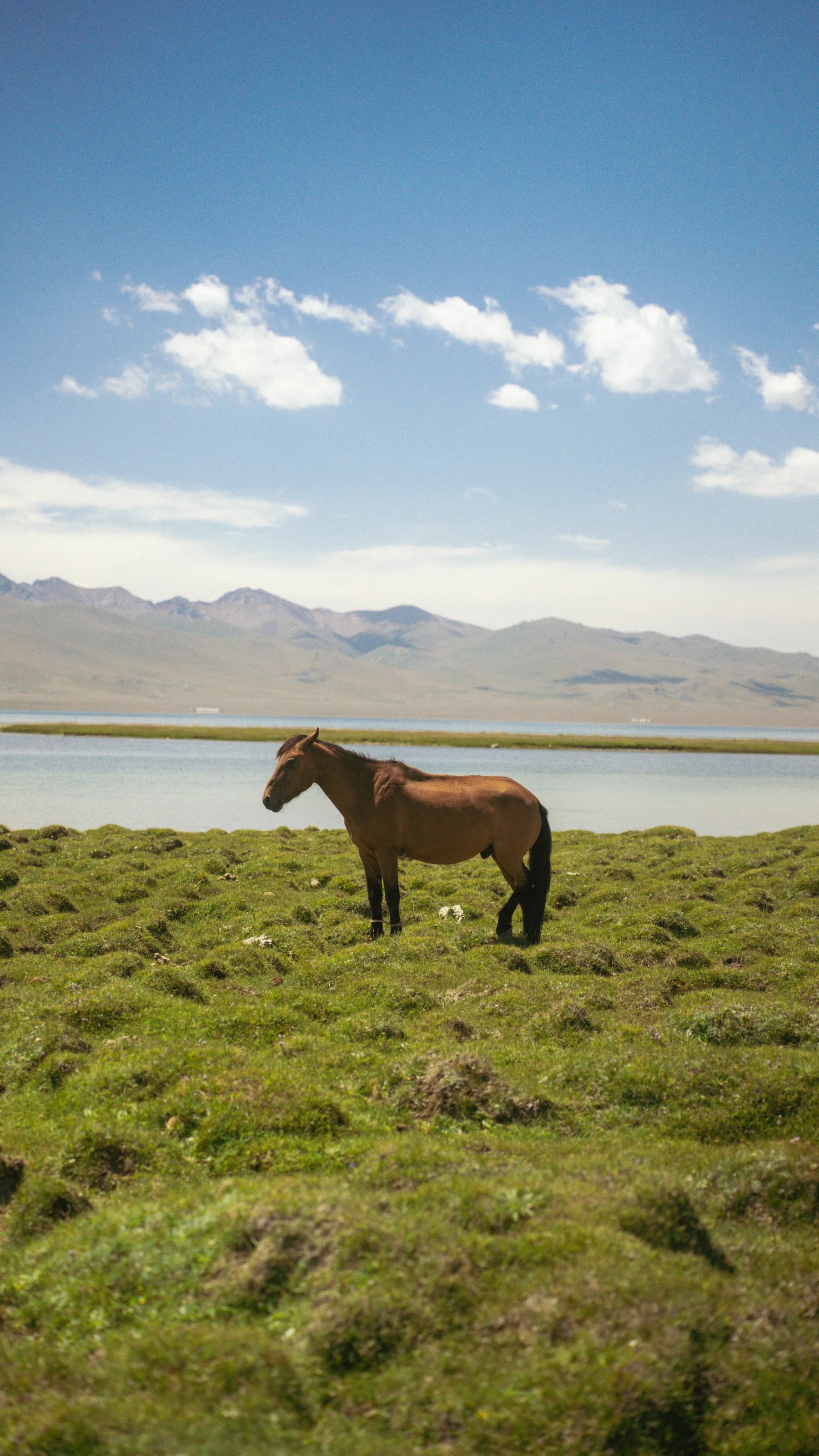 Horses grazing freely in the alpine meadows