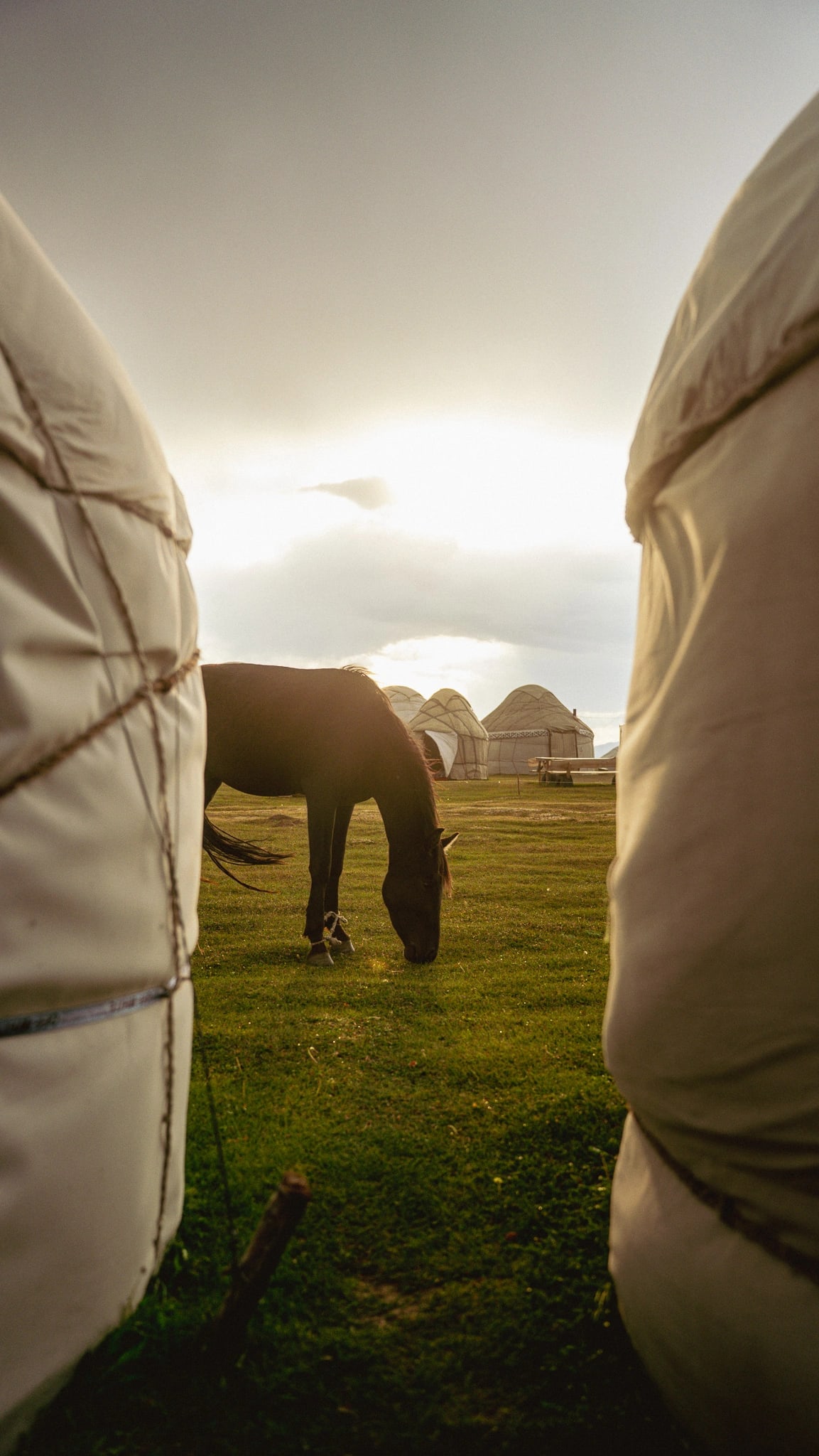 White yurt in the alpine meadow