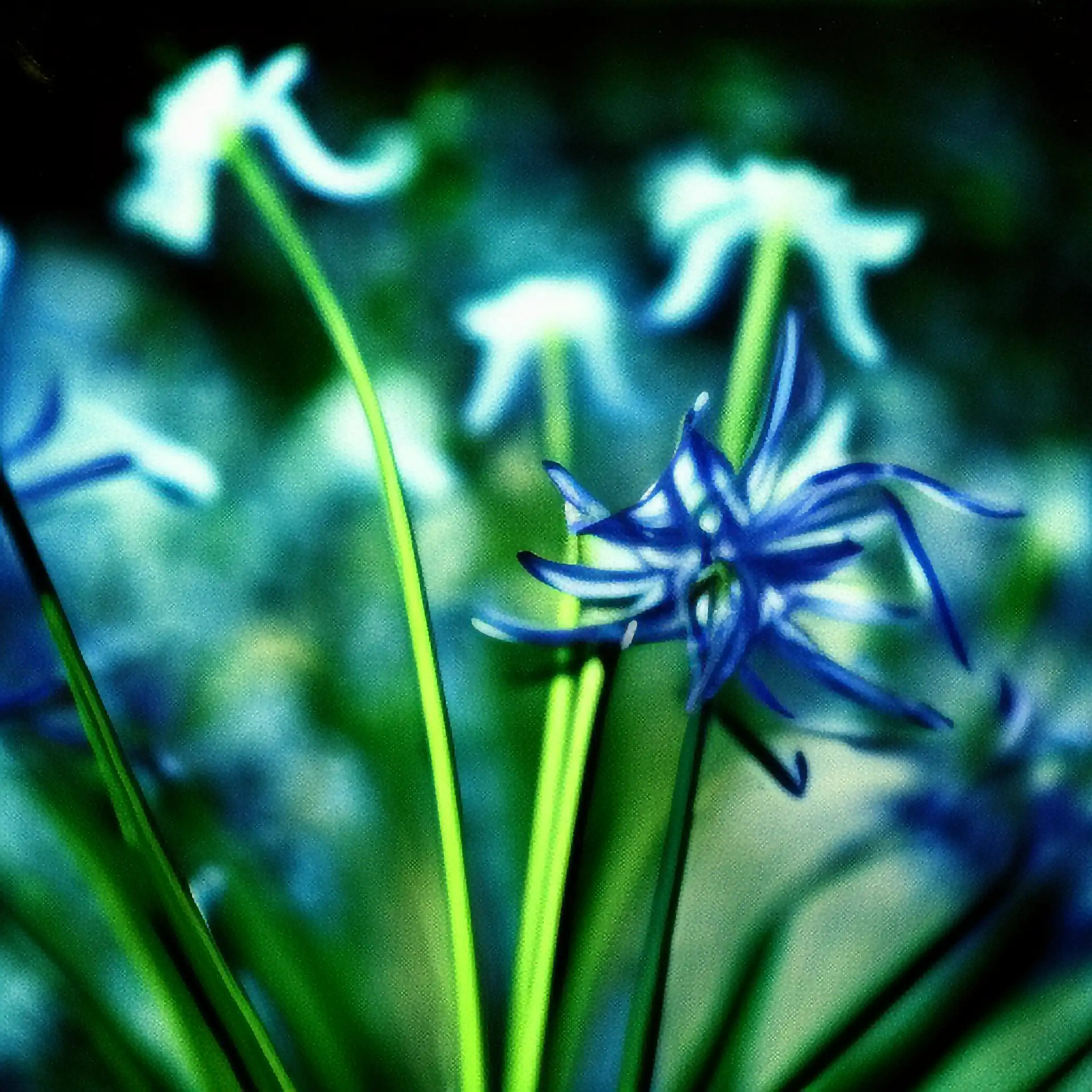 Image 4 from Pagan Poetry