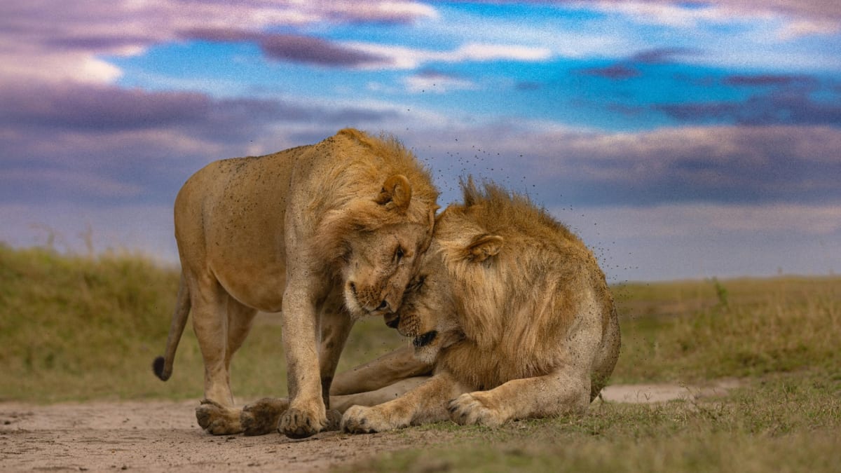 Kenya Safari vs Tanzania Safari: Which Is Better for Your Trip?