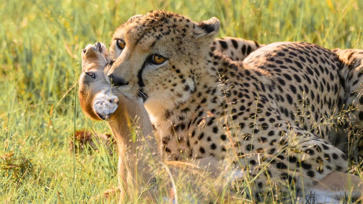 Kenya Safari Itinerary: How to Plan the Perfect 7-Day Kenya Safari