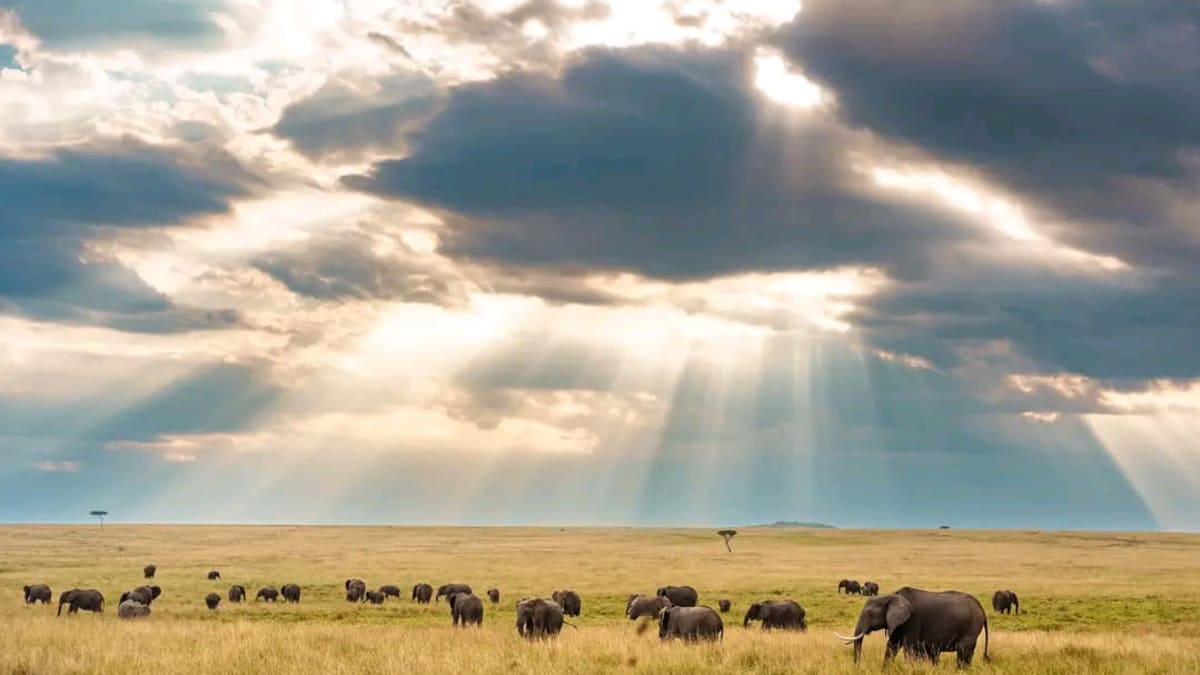 Maasai Mara Conservancies vs National Reserve: Which Is Better for Your Safari?