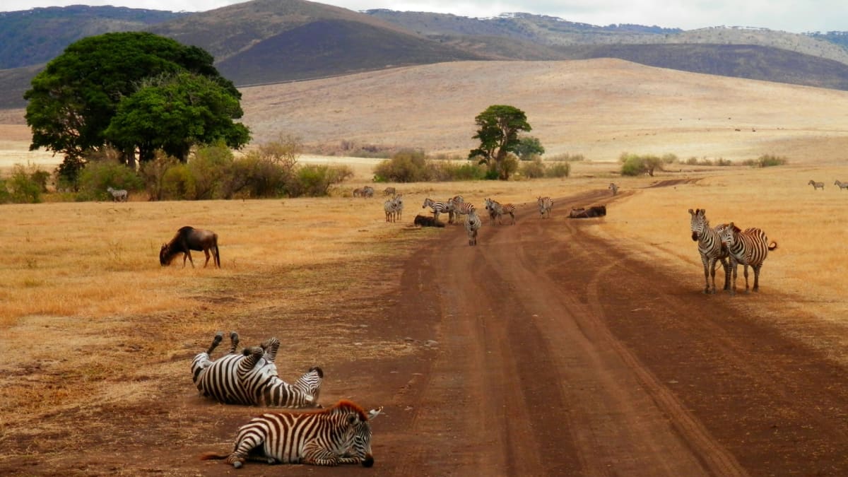 Why Kenya Safari Camps Are Unfenced: What Travelers Need to Know