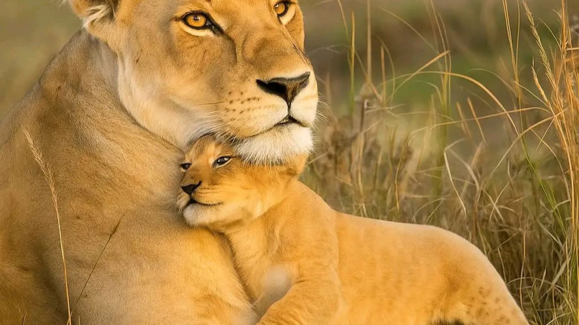 Maasai Mara National Reserve, Kenya