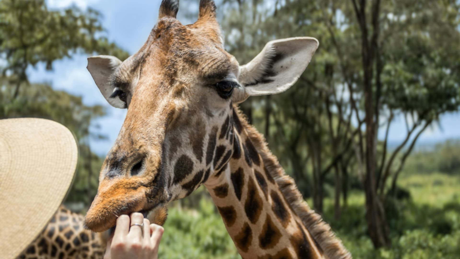 Nairobi National Park & Giraffe Centre Day Excursion