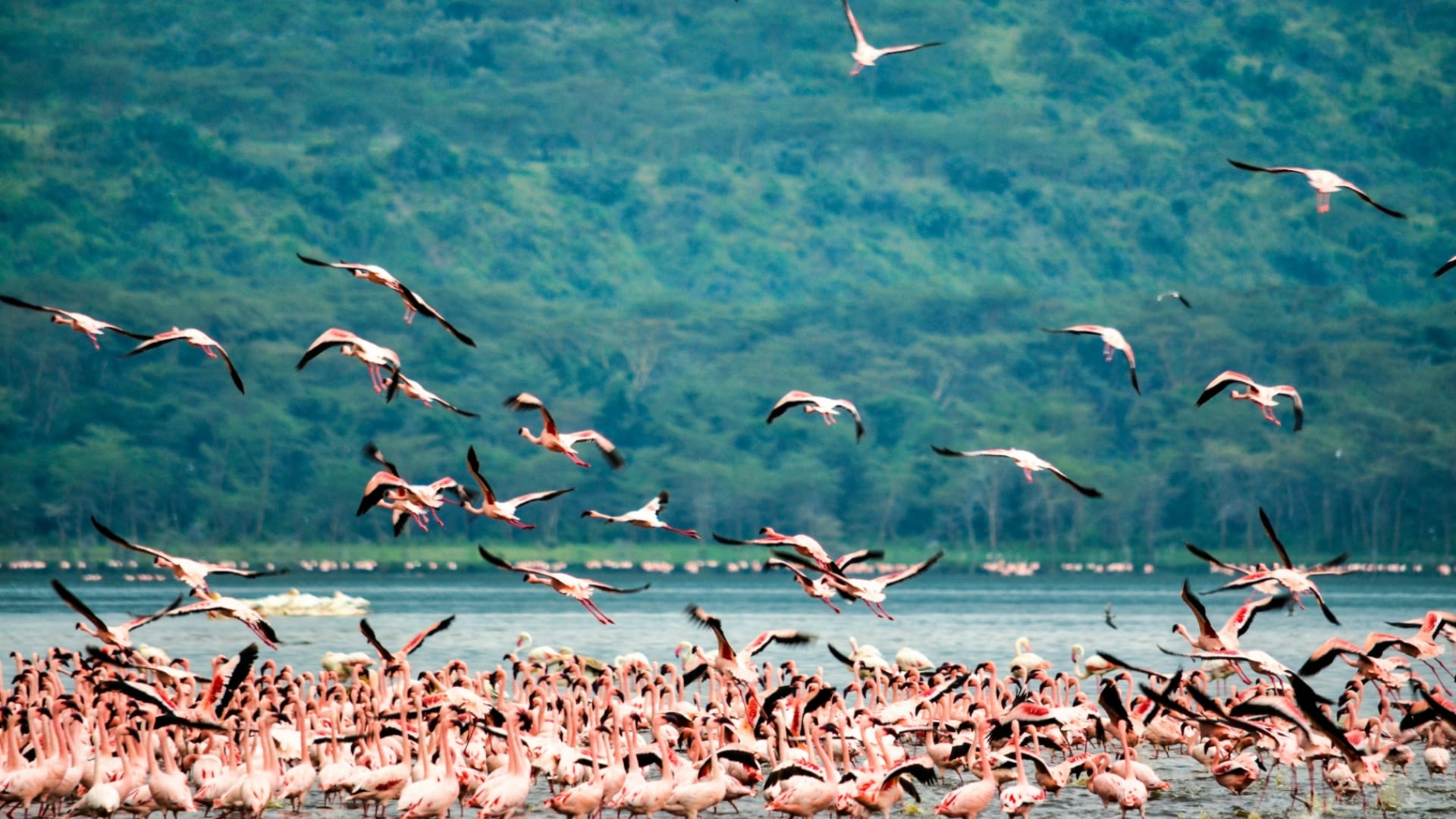 Lake Nakuru National Park Wildlife Excursion