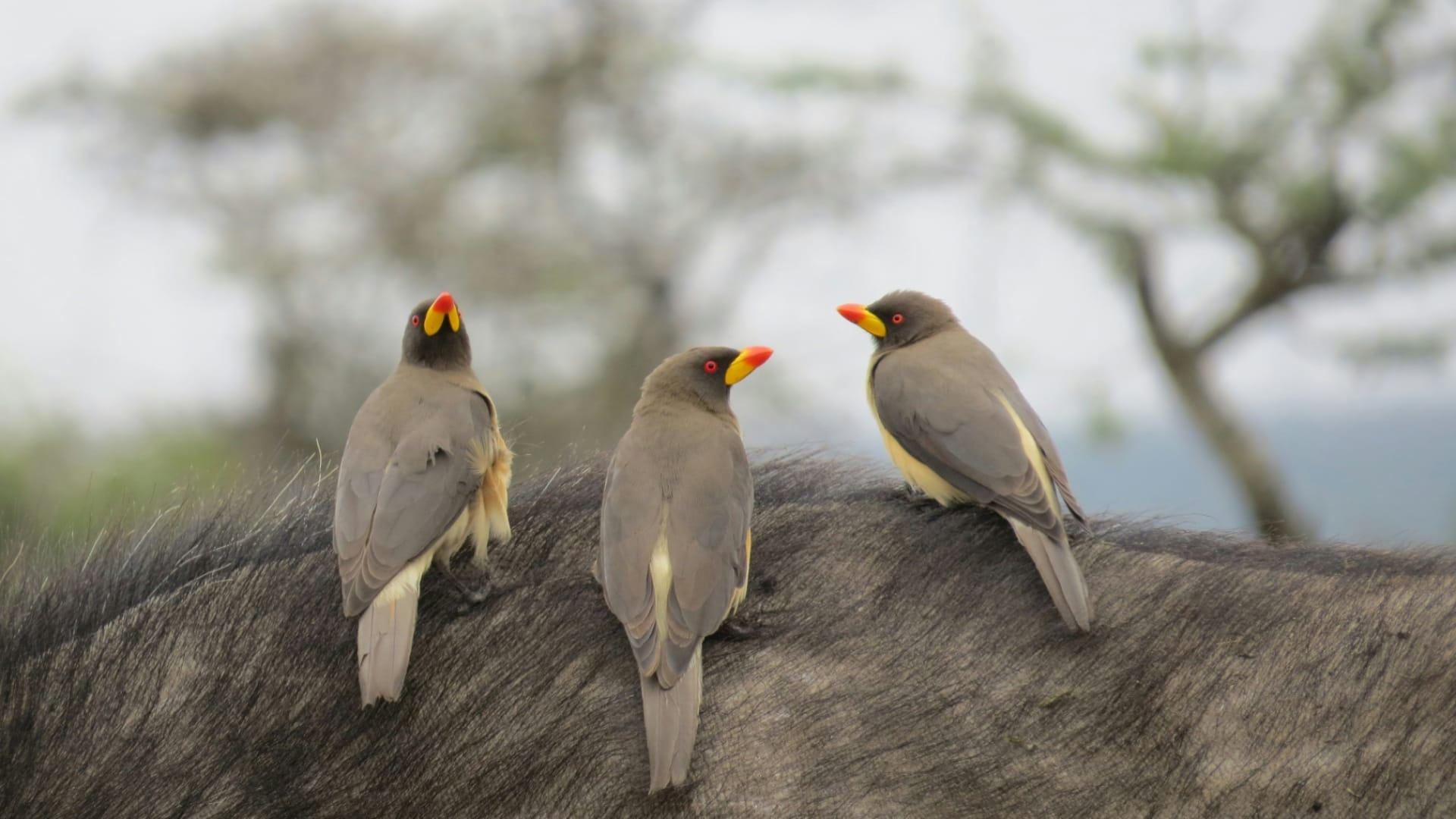 Ol Pejeta Conservancy Wildlife & Conservation Excursion
