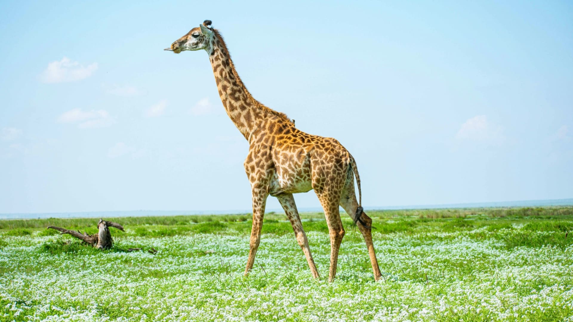 Karen Blixen Museum & Giraffe Centre Cultural Excursion
