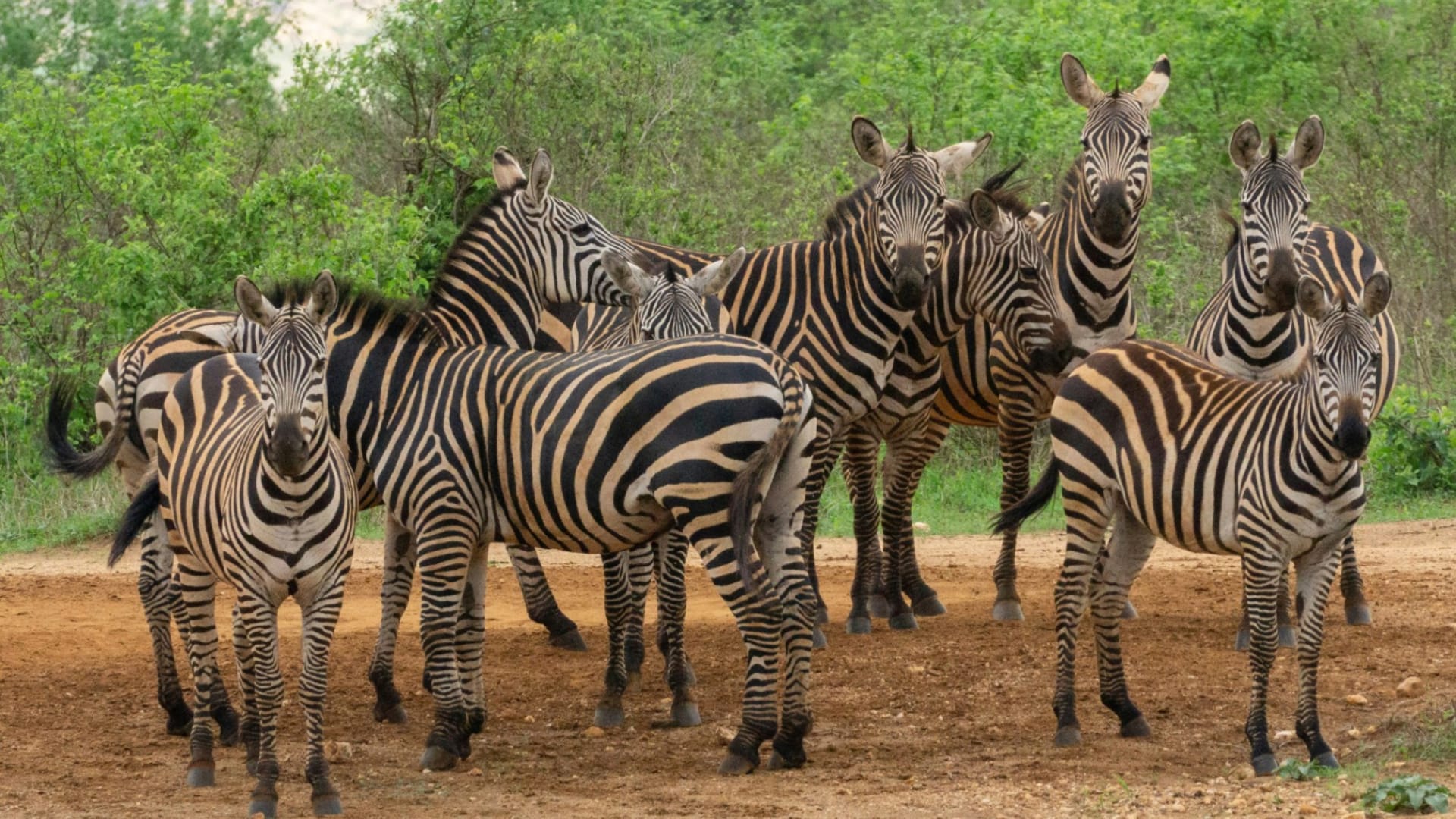 Tsavo West National Park