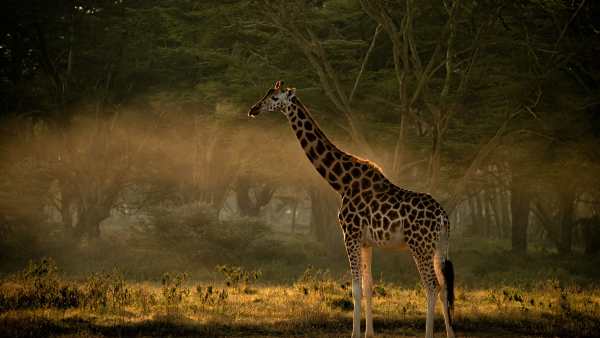 Samburu National Reserve
