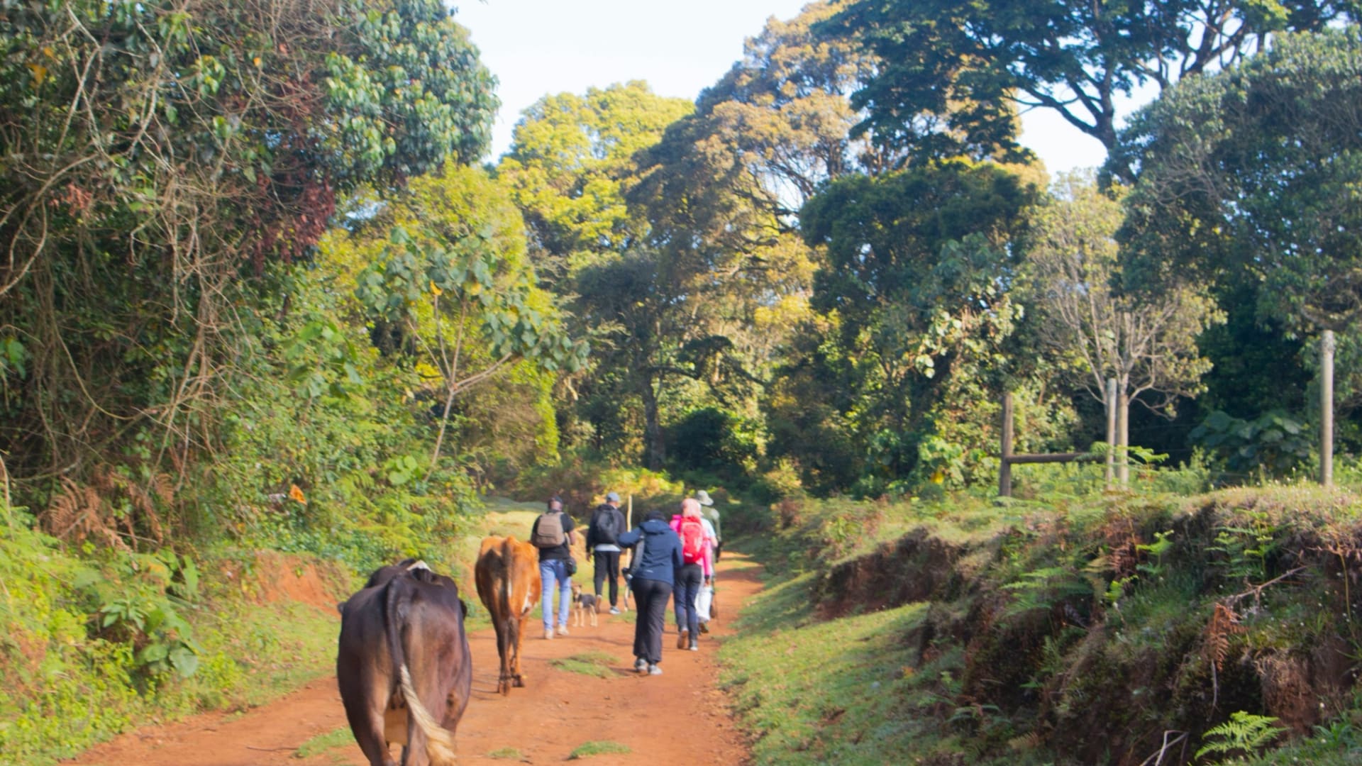 Aberdare National Park