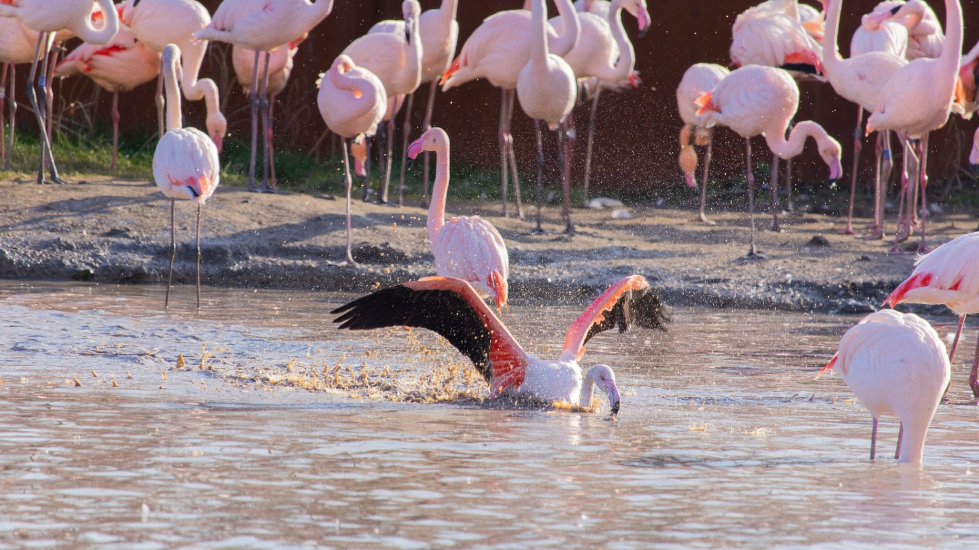 Lake Bogoria