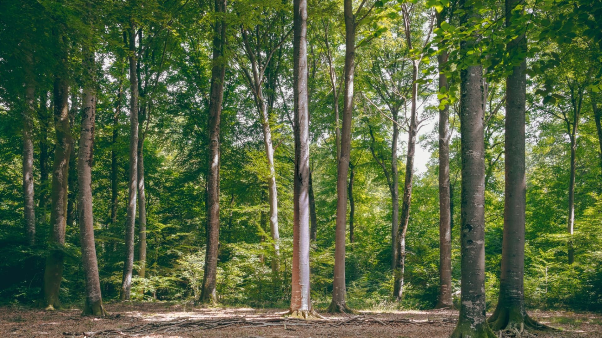 Arabuko-Sokoke Forest