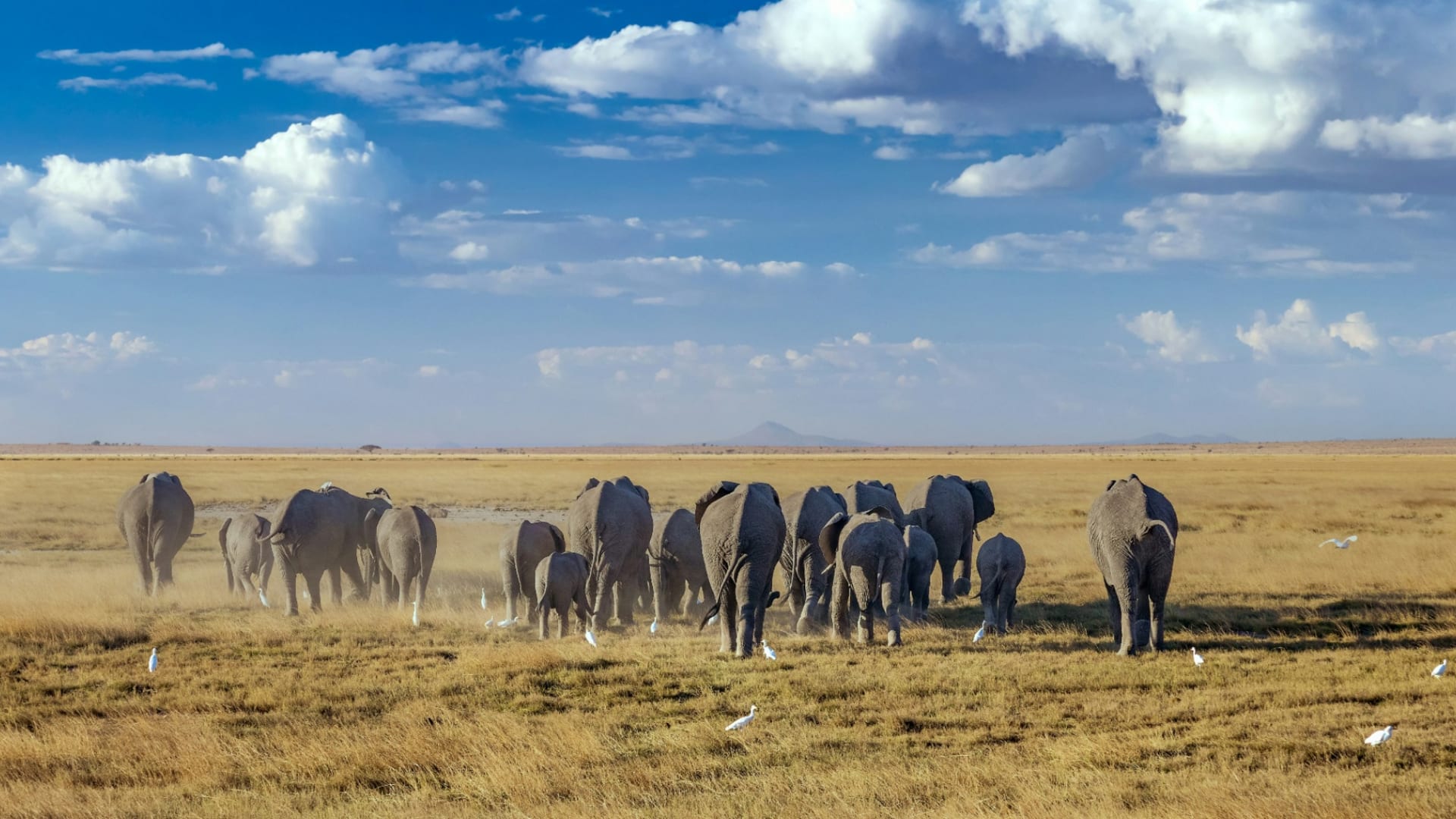 3-Day Amboseli Safari from Nairobi