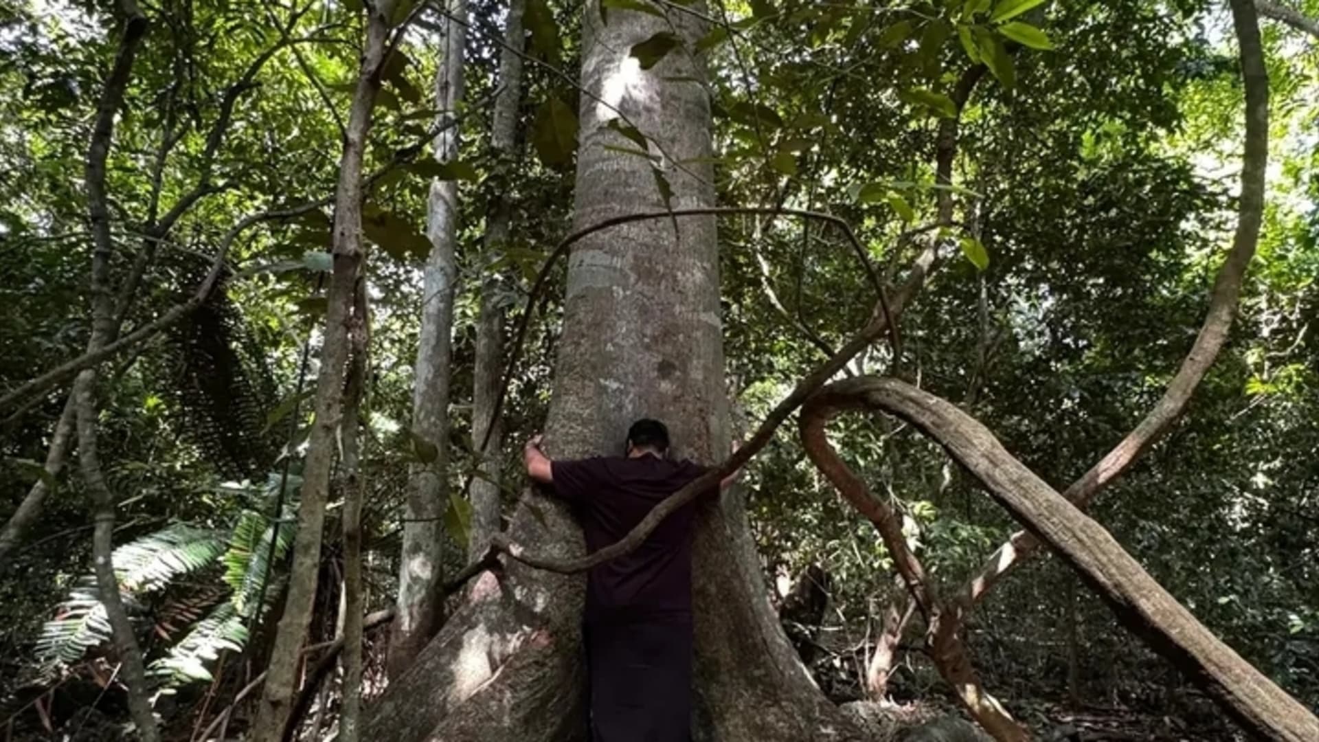 Kaya Kinondo Sacred Forest