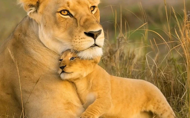 Maasai Mara National Reserve, Kenya