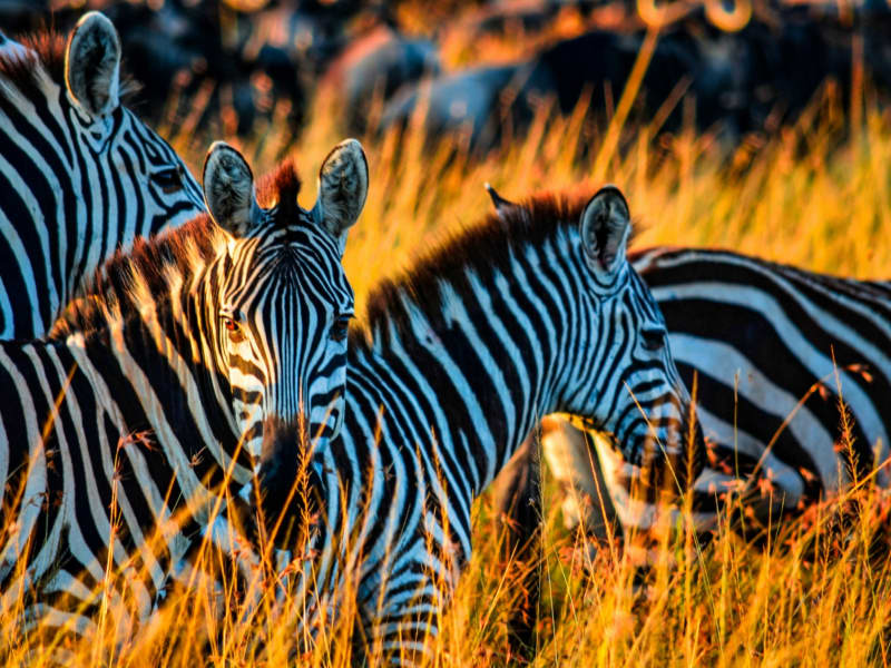 Safaris & Tours