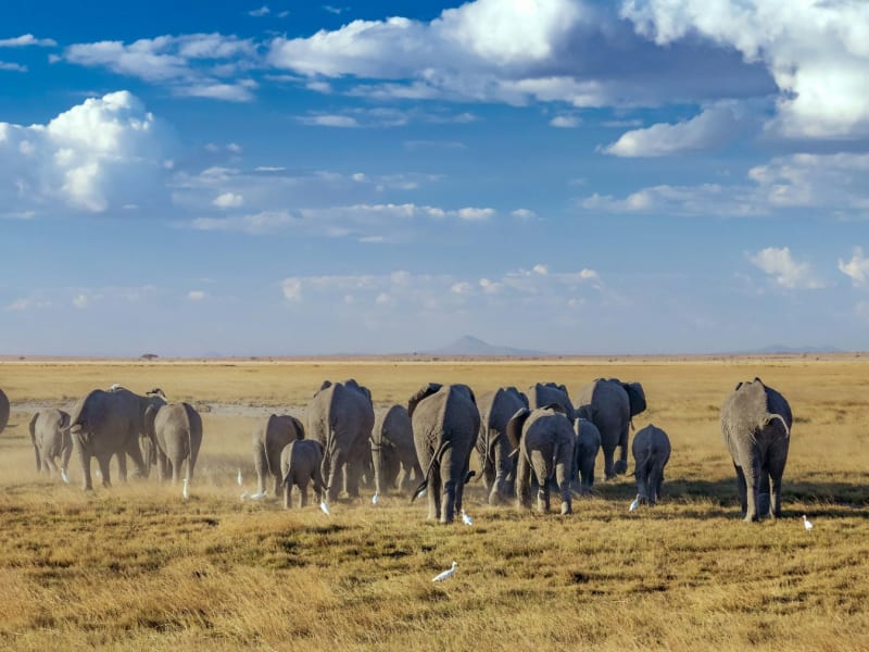 Amboseli National Park