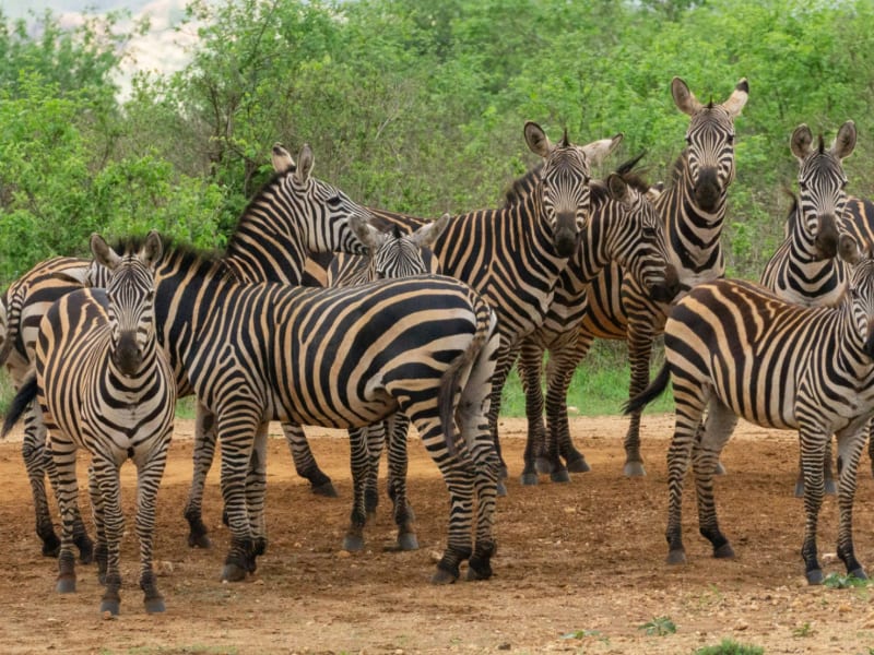 Tsavo West National Park