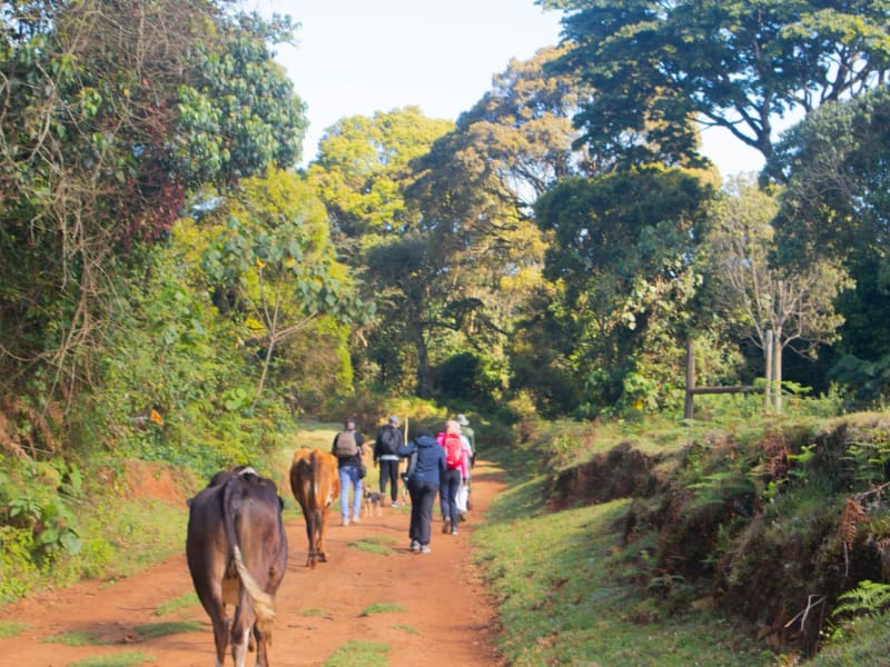 Aberdare National Park
