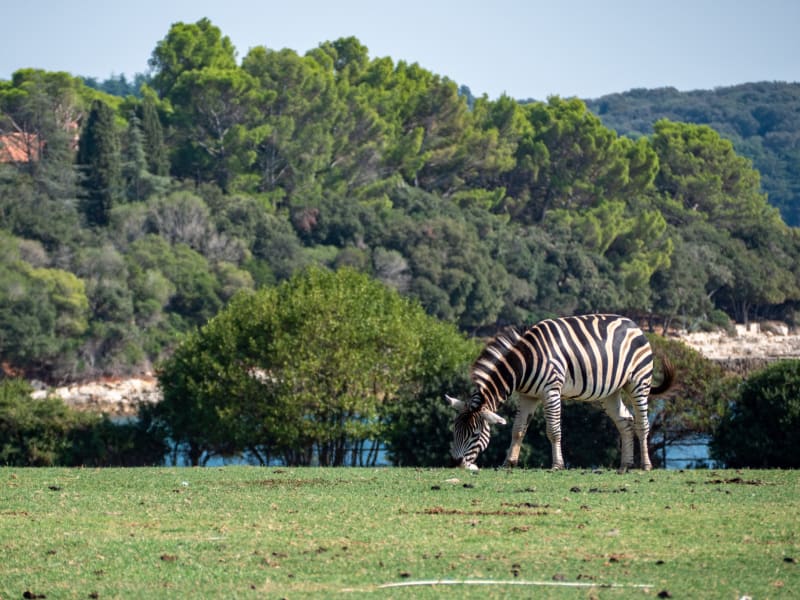 Meru National Park