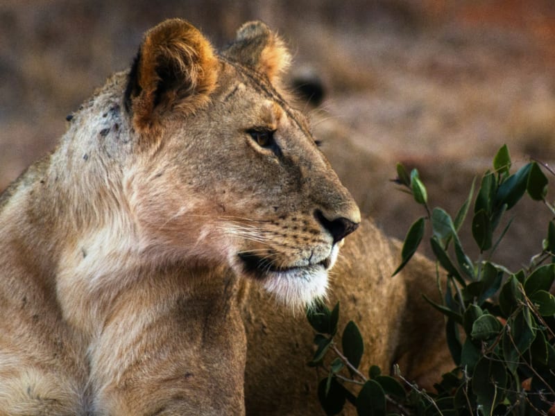 4-day Tsavo East & Tsavo West Safari