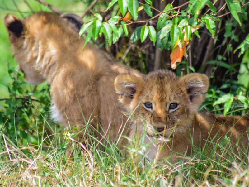 4-Day Maasai Mara Safari from Nairobi