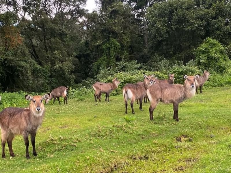 Mount Kenya Guided Hike 6