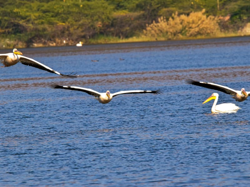 3-Day Lake Baringo & Lake Bogoria Rift Valley Escape