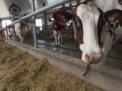 Коровы в Приамурье стали реже болеть лейкозом