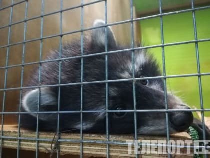 Енот покусал ребенка в одном из контактных зоопарков Санкт-Петербурга