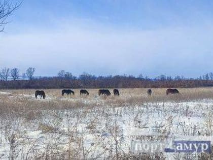 В Приамурье усилится ветер и задержатся ночные морозы