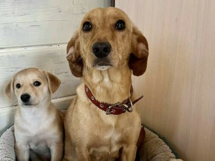 Госдума ввела штрафы за выброшенных животных. Каковы суммы