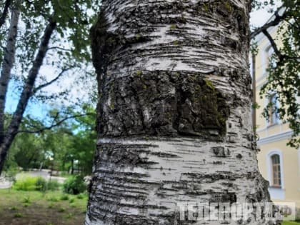 Березовый сок обладает целебными свойствами