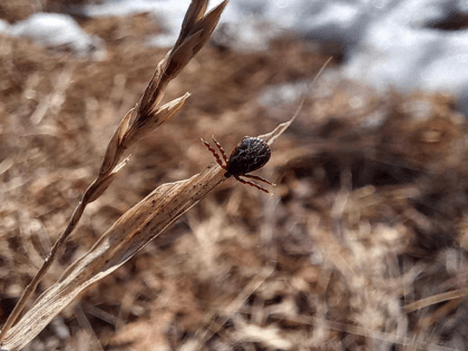 Первые клещи активизировались в Благовещенском районе