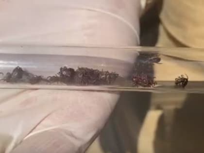 В Амурской области клещи укусили 13 человек