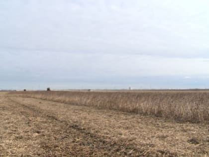 Процедуру аренды сельхозземель упростили в Амурской области