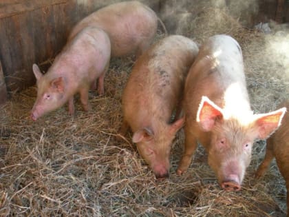 В Амурской области усилили меры безопасности по АЧС из-за инцидента в Хабаровском крае