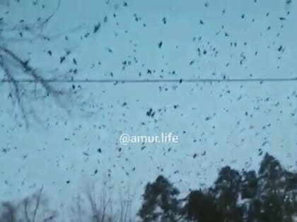 «Я такого никогда не видела»: тучи ворон практически закрыли небо в Благовещенске (видео)