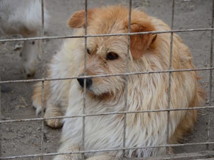 9 января специалисты по отлову бездомных животных работают в нескольких районах областного центра