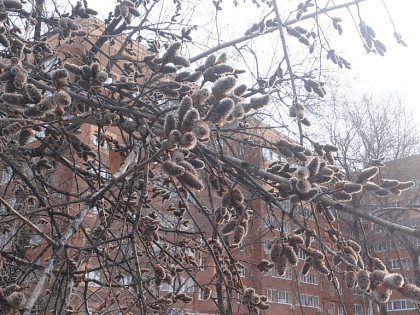 Старую вербу необходимо сжигать