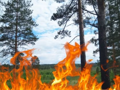 Василий Орлов призвал наказывать виновников лесных пожаров по максимуму