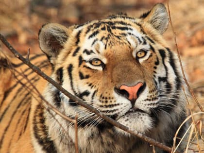 Тигр не виноват в гибели лошади, ее застрелили, установила экспертиза в Приморье