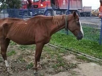 В свободненское село Усть-Пера пришла истощенная лошадь с жеребенком