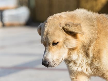 Где сегодня будут отлавливать бездомных собак?